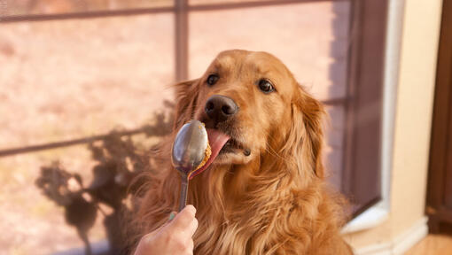 Best treats outlet for golden retrievers